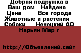 Добрая подружка,в Ваш дом!!!Найдена › Цена ­ 10 - Все города Животные и растения » Собаки   . Ненецкий АО,Нарьян-Мар г.
